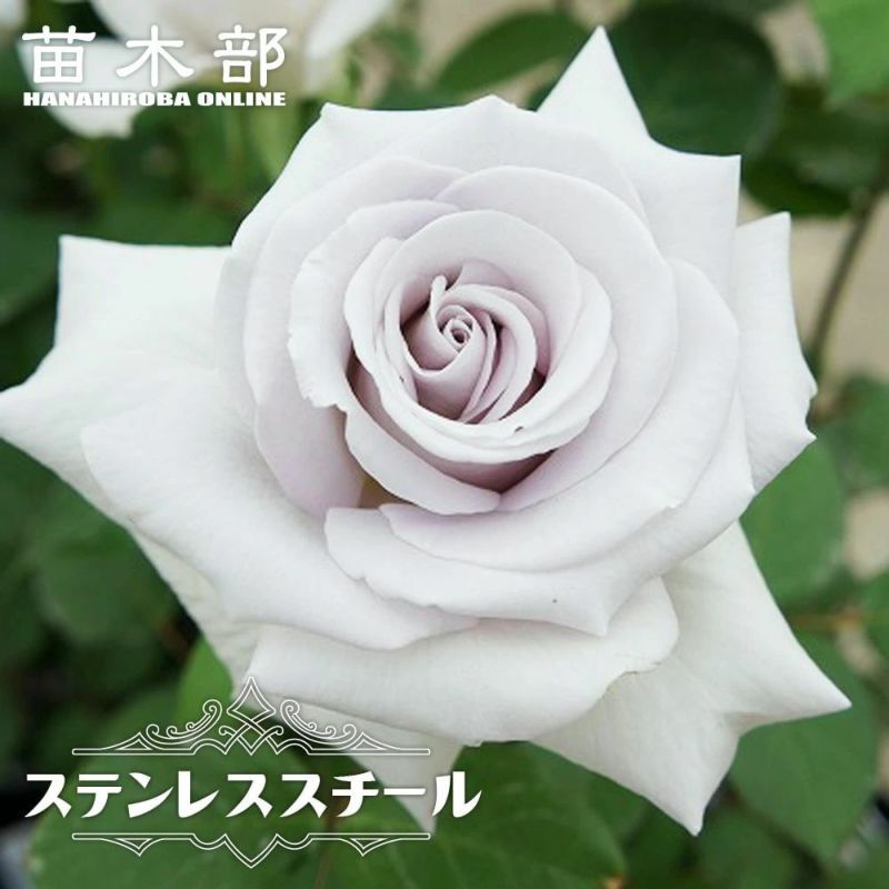 ステンレス製バラ　白黒迷路模様　1輪 ステンレス製バラ 白黒迷路模様 1輪