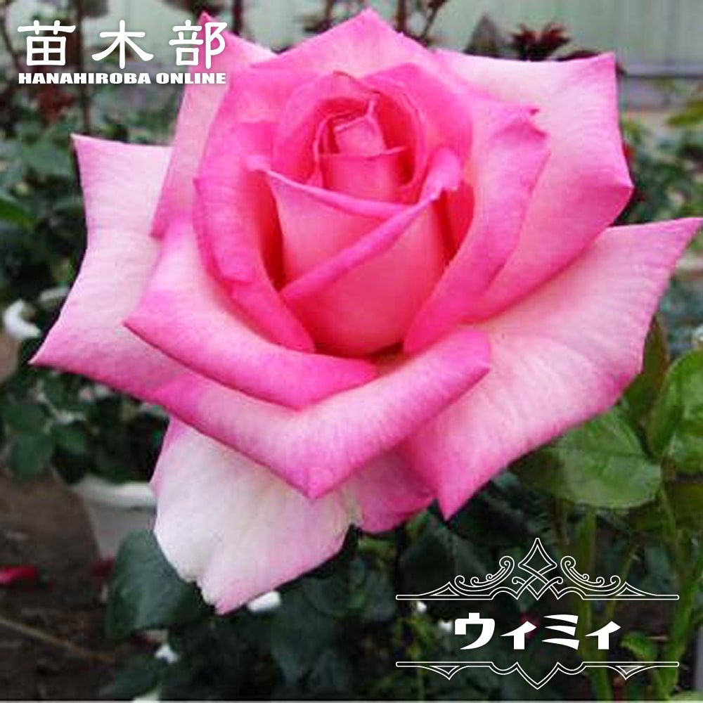 バラ ポールセザンヌ S シュラブ 半つるバラ 苗 販売 苗木部 By 花ひろばオンライン