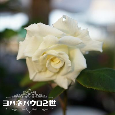 リモンチェッロ 大苗 苗 強健 バラ 苗の通販 苗木部 By 花ひろばオンライン リモンチェッロ 大苗 苗 強健 バラ 苗の通販 苗木部 By 花ひろばオンライン