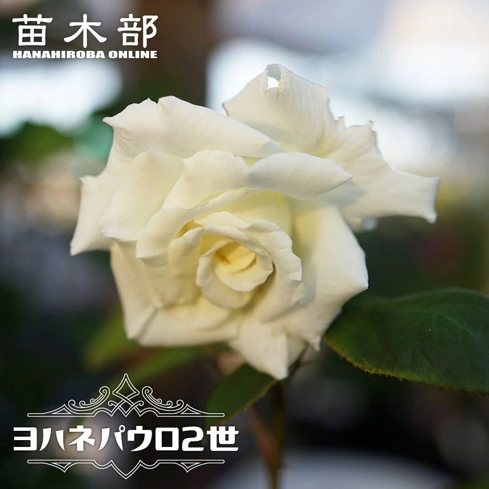 バラ苗 強香商品一覧 苗木部 本店 By 花ひろばオンライン