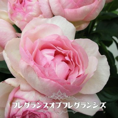 バラ 薫乃 Fl フロリバンダ 苗 販売 苗木部 By 花ひろばオンライン