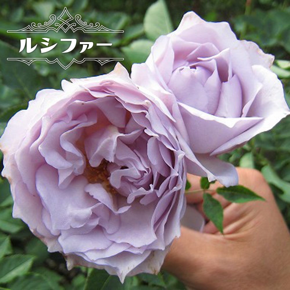 青 紫系の木立ちバラ 苗木部 本店 By 花ひろばオンライン 青 紫系の木立ちバラ 苗木部 本店 By 花ひろばオンライン