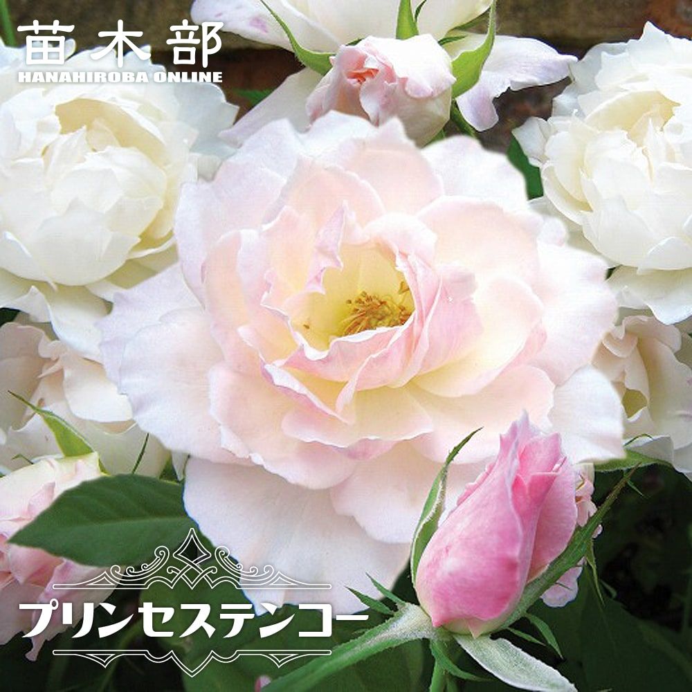 バラ エルヴィス 苗 販売 苗木部 By 花ひろばオンライン