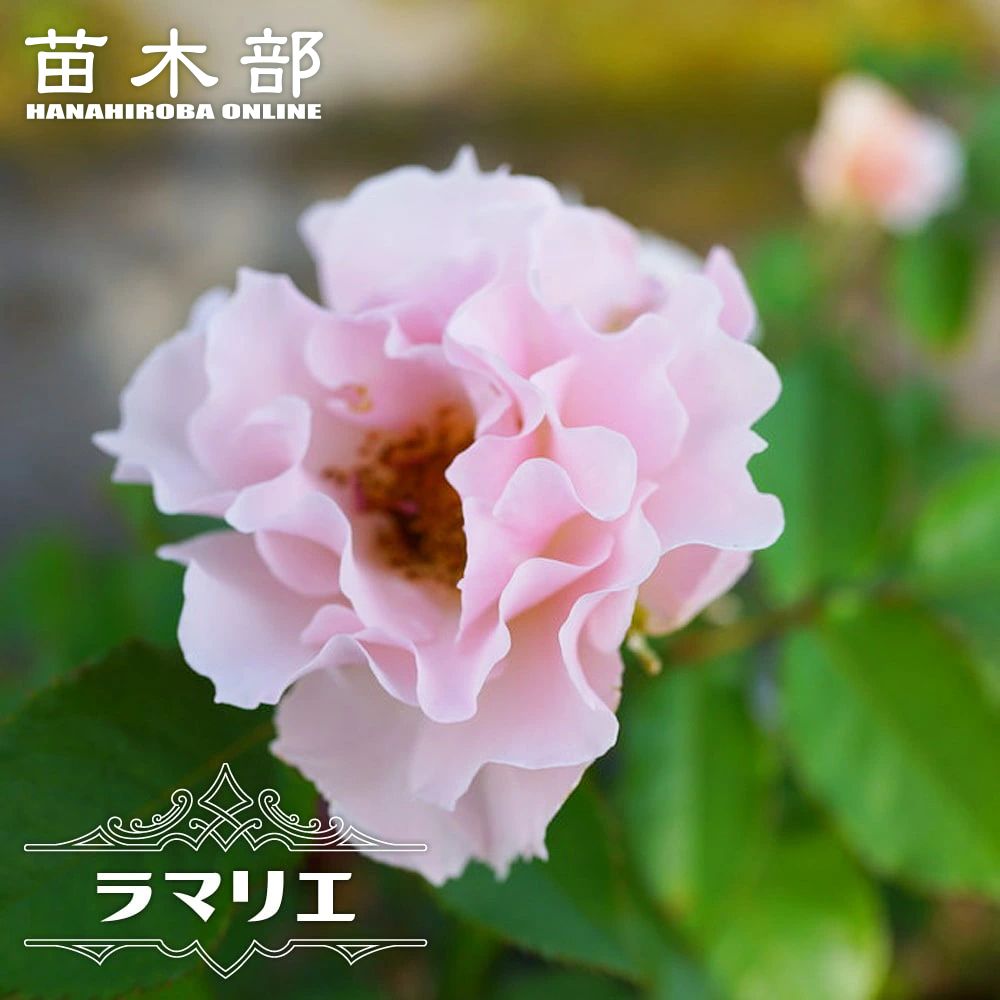 バラ ダフネ Fl フロリバンダ 苗 販売 苗木部 By 花ひろばオンライン