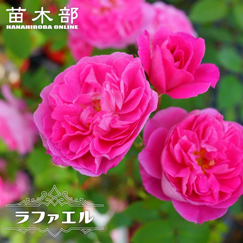 バラ ラファエル 苗 販売 苗木部 By 花ひろばオンライン
