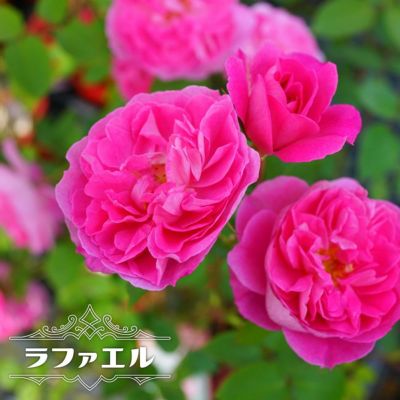 バラ サンテグジュペリ 苗 販売 苗木部 By 花ひろばオンライン バラ サンテグジュペリ 苗 販売 苗木部 By 花ひろばオンライン