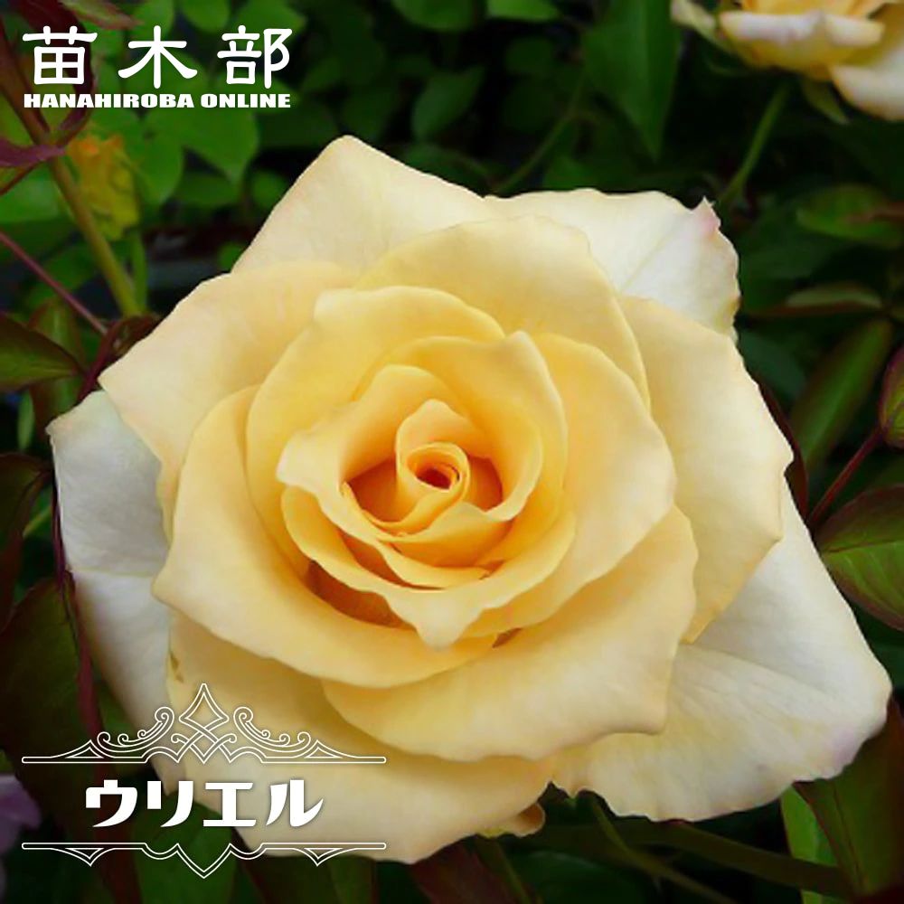 バラ ミカエル 苗 販売 苗木部 By 花ひろばオンライン