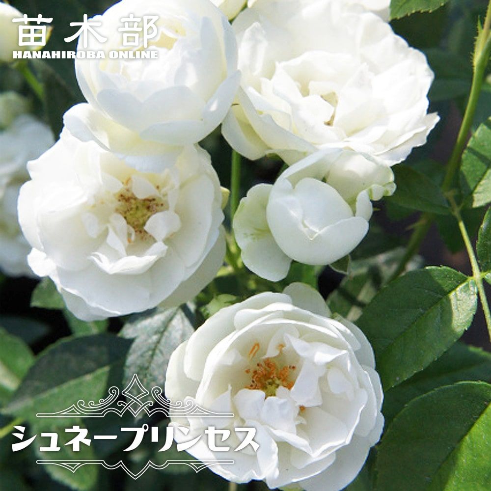 シュネープリンセス バラ 新苗の販売 通販 苗木部 By 花ひろばオンライン