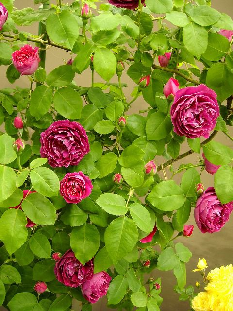 000000000980-02-l.jpg?t=