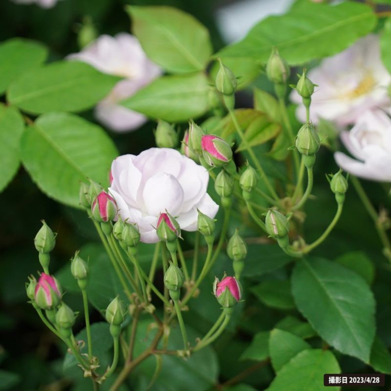 バラ オールドローズ ブラッシュノワゼット 苗 販売 苗木部 By 花ひろばオンライン