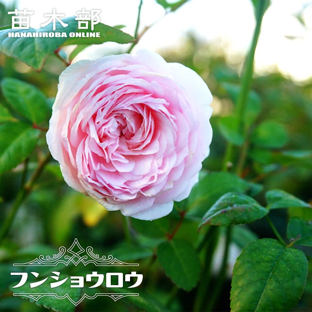 フンショウロウ 粉粧楼 オールドローズ バラ 新苗の通販