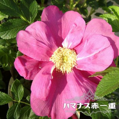 ハマナスピンク八重 オールドローズ バラ 新苗の通販 苗木部 By 花ひろばオンライン ハマナスピンク八重 オールドローズ バラ 新苗の通販 苗木部 By 花ひろばオンライン