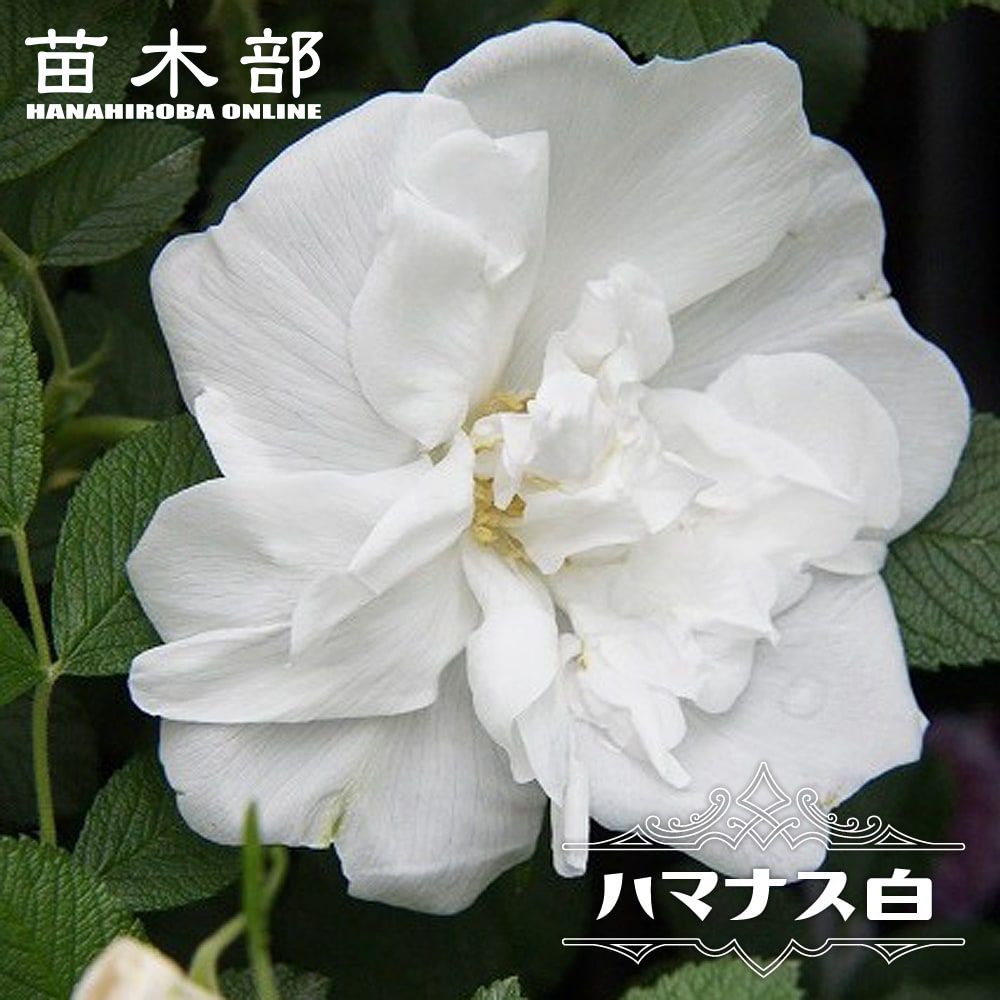 バラ ハマナス 白 苗 販売 苗木部 By 花ひろばオンライン