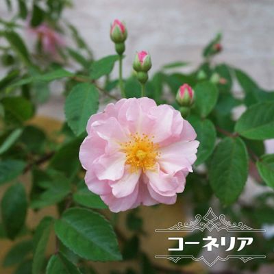 パレード Cl クライミング つるバラ 苗 通販 苗木部 By 花ひろばオンライン パレード Cl クライミング つるバラ 苗 通販 苗木部 By 花ひろばオンライン