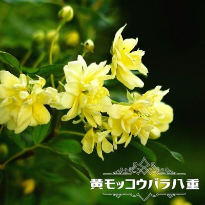 黄モッコウバラ オールドローズ バラ 苗の通販 苗木部 By 花ひろばオンライン 黄モッコウバラ オールドローズ バラ 苗の通販 苗木部 By 花ひろばオンライン