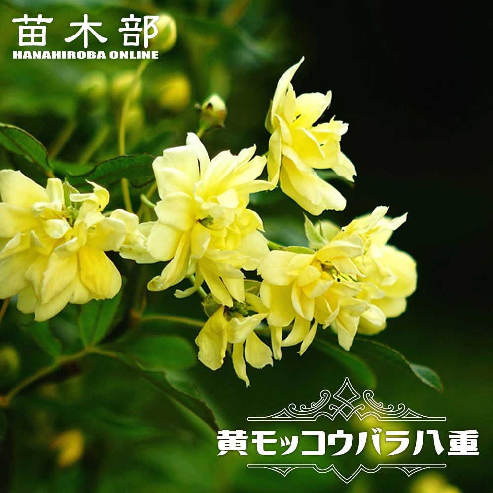 バラ苗 プロがすすめるベストローズの苗木販売 通販 苗木部 By ...