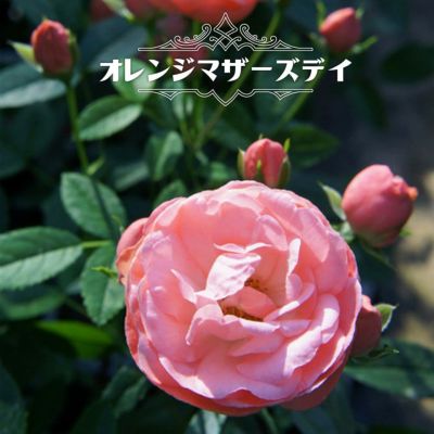 バラ ルブラン 苗 販売 苗木部 By 花ひろばオンライン バラ ルブラン 苗 販売 苗木部 By 花ひろばオンライン