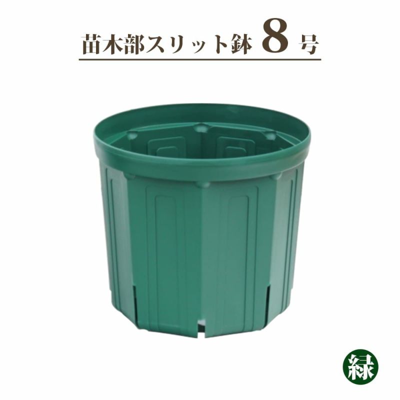 イチジク　Angelito(アンジェリト)接木１年生　苗 5号ロングスリット鉢 イチジク Angelito(アンジェリト)接木1年生 苗 5号ロングスリット鉢