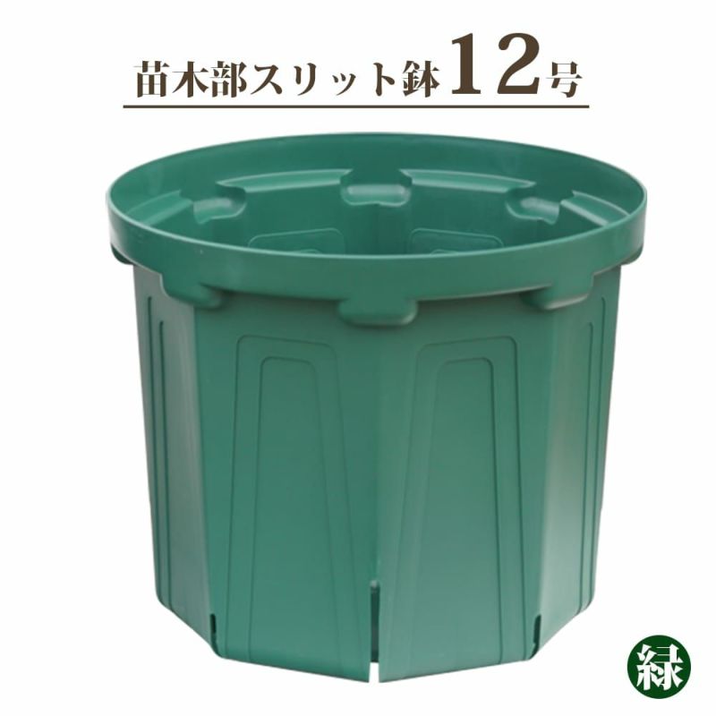 Ｉ【蕾付き】デッドストック♡綾♡ブルーローズ／芽接ぎ苗／5号ロングスリットポット 送料無料】フォレストロングポット H68cm | 橋本種苗園