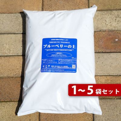 ジャージー ノーザンハイブッシュ系 ブルーベリー 苗 販売 苗木部 ジャージー ノーザンハイブッシュ系 ブルーベリー 苗 販売 苗木部