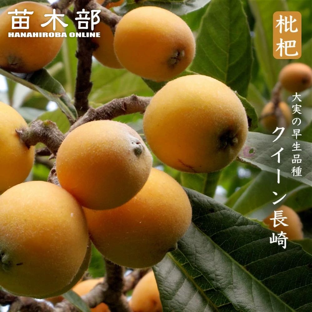 現品一点物 花実沢山付 びわの王様！【クイーン長崎】 琵琶 苗木 
