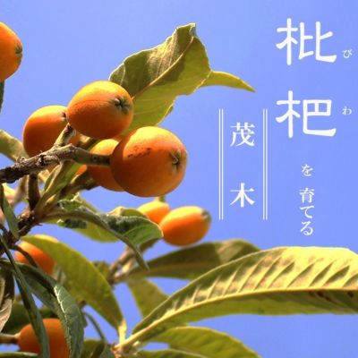 超お買い得！ ゆう様用 ビワ苗木 瑞穂 接木 自家製酵素栽培 完全無農薬