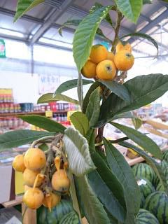 ビワ苗脇芽　接木棒苗の育成　ビワ接ぎ木(枝)  切り戻し剪定 ビワ苗脇芽 接木棒苗の育成 ビワ接ぎ木(枝) 切り戻し剪定 楽天
