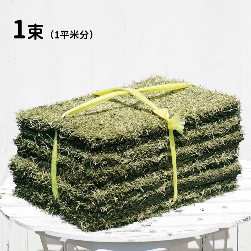 天然芝 バラ売り可能 約58平米分