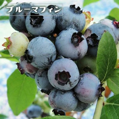 人気品種2本お試しセット】 ラビットアイ系ブルーベリー 苗