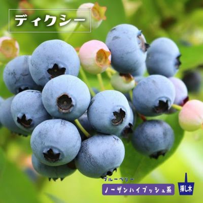 デューク ノーザンハイブッシュ系 ブルーベリー 苗 おすすめ 苗木部 デューク ノーザンハイブッシュ系 ブルーベリー 苗 おすすめ 苗木部