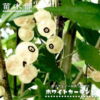 000000001763-01-m.jpg?t=