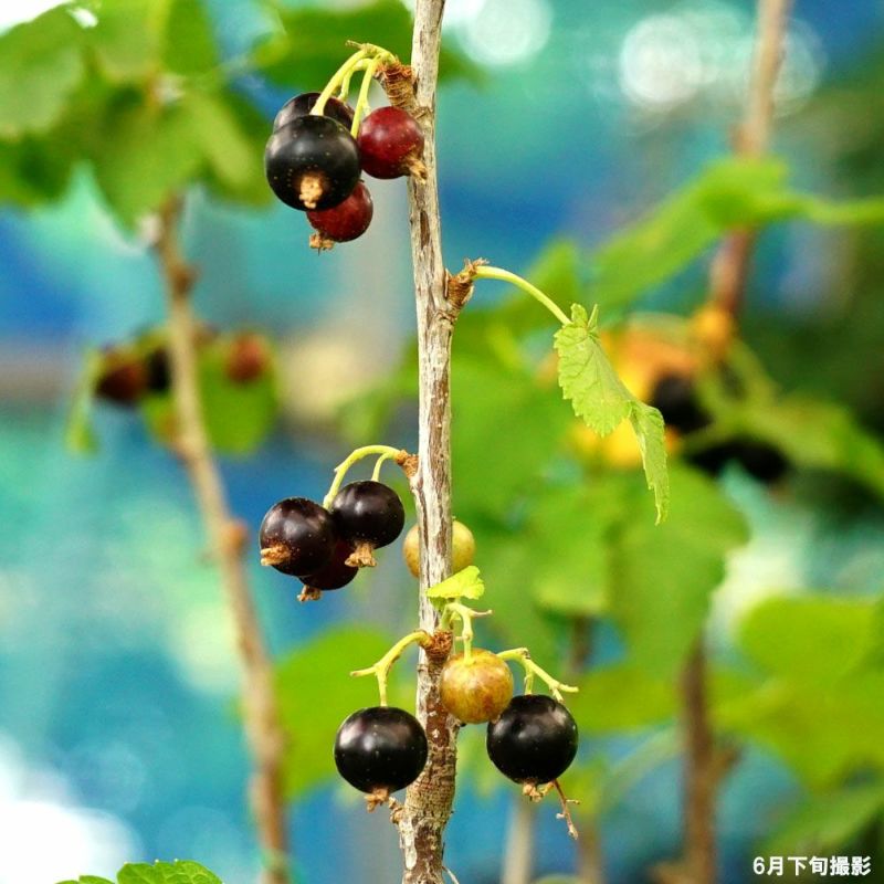 フサスグリ ブラックカラント 苗 販売 苗木部 By 花ひろばオンライン