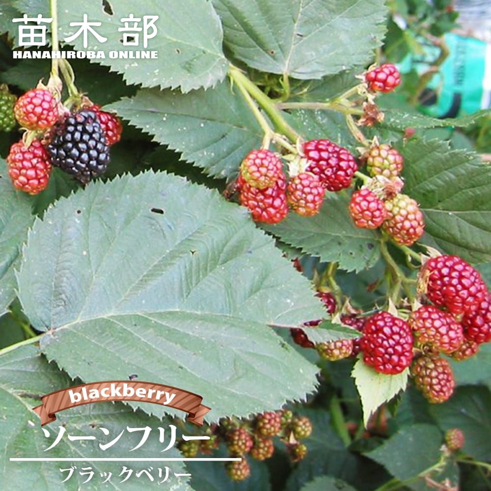 トゲなし ブラックベリー ソーンフリー 果樹苗木 果樹苗 レビュー 苗木部 本店 By 花ひろばオンライン