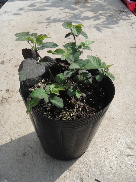 ブラックベリー トゲなし 挿し木活着苗 ブラックベリー トゲなし