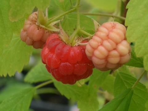 二季なり ラズベリー サマーフェスティバル ポット苗 果樹苗木 果樹苗 キイチゴ 苗 苗木部 本店 By 花ひろばオンライン