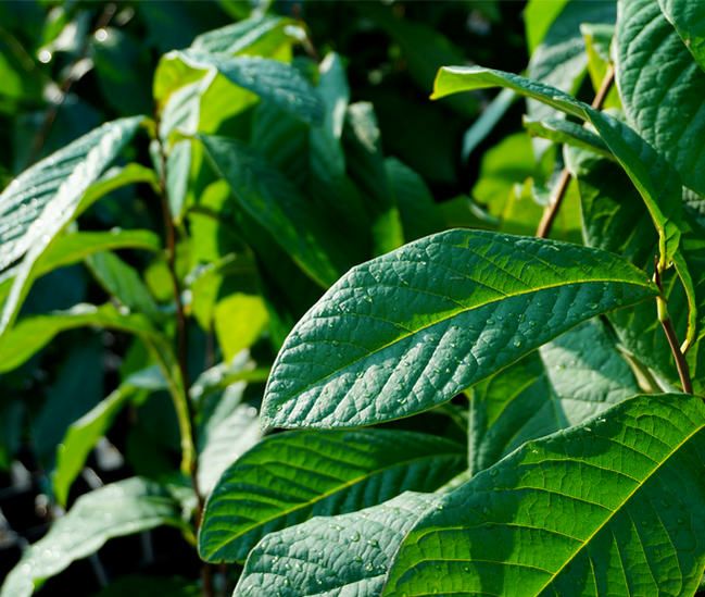 ポポー サンフラワー 苗 販売 苗木部 By 花ひろばオンライン