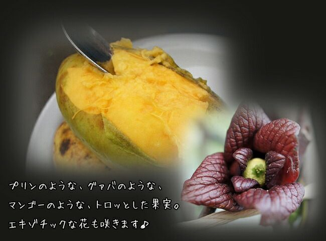 ポポー　サンフラワー　接木　大株　果樹苗木　果実苗木　果樹苗　果実苗　実 ポポー サンフラワー 接木 大株 果樹苗木 果実苗木 果樹苗 果実苗 実