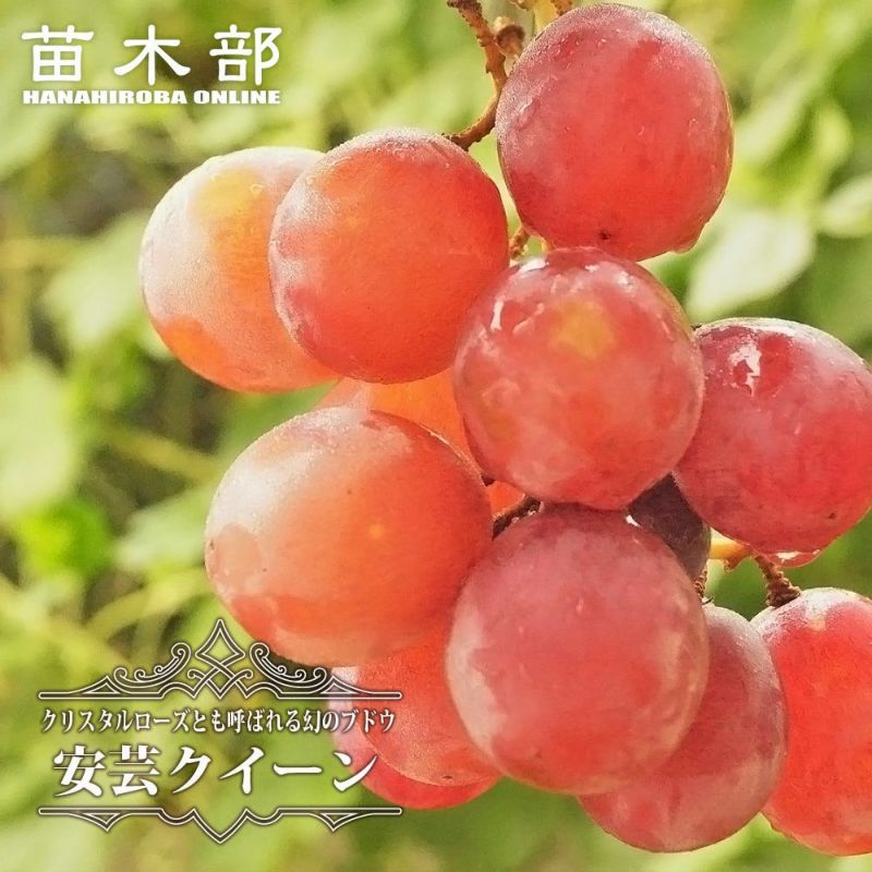 ☆ブドウの苗3年☆ 未熟な緑色の果実付き　2房☆安芸クィーン☆10号鉢☆ ☆ブドウの苗3年☆ 未熟な緑色の果実付き 2房☆