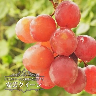 ブドウ 欧米雑種4倍体 ピオーネ 苗 育て方 苗木部 By 花ひろば ブドウ 欧米雑種4倍体 ピオーネ 苗 育て方 苗木部 By 花ひろば
