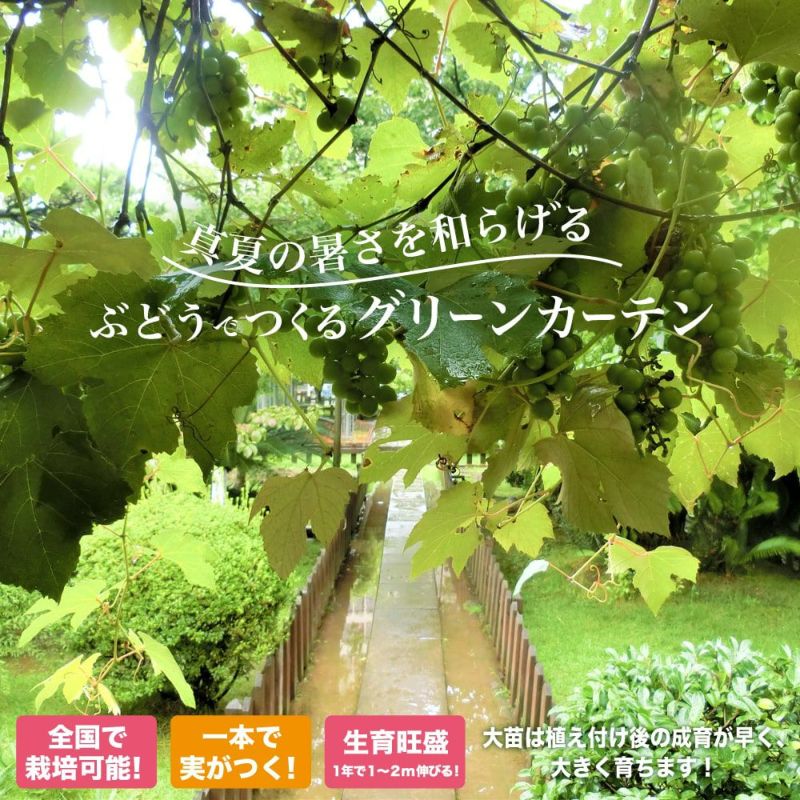 ブドウ 欧米雑種4倍体 巨峰 苗 植え方 苗木部 By 花ひろばオンライン