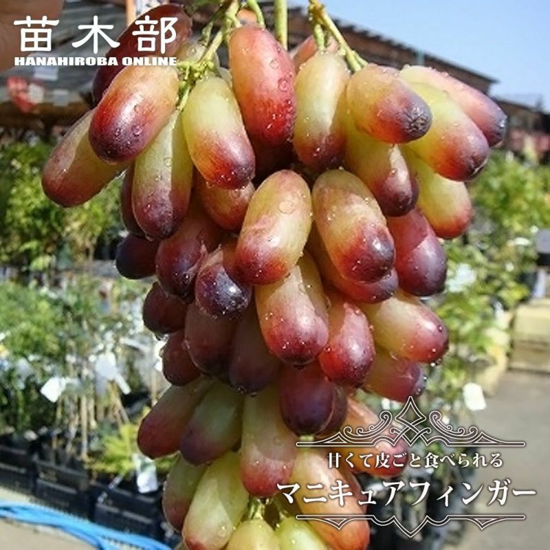皮ごと食べられる葡萄 ゴールドフィンガー 苗木
