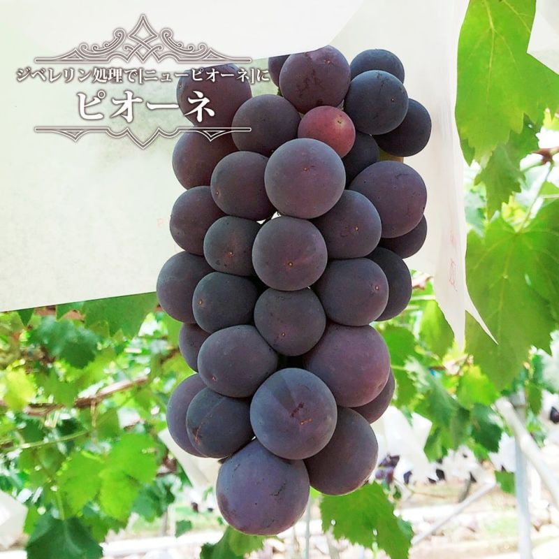 000000001834-01-l.jpg?t=