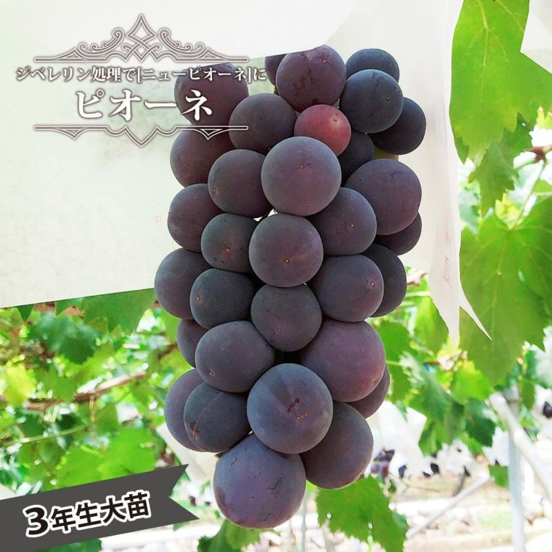 000000001835-01-l.jpg?t=