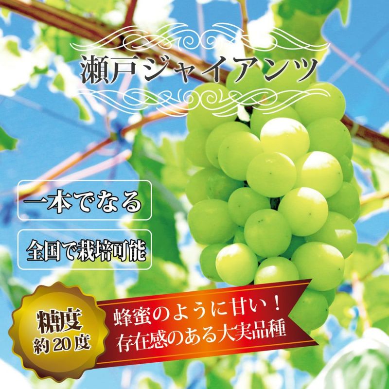 種ナシで皮ごと食べられる 瀬戸ジャイアンツ ぶどう苗木 - 植木、庭木