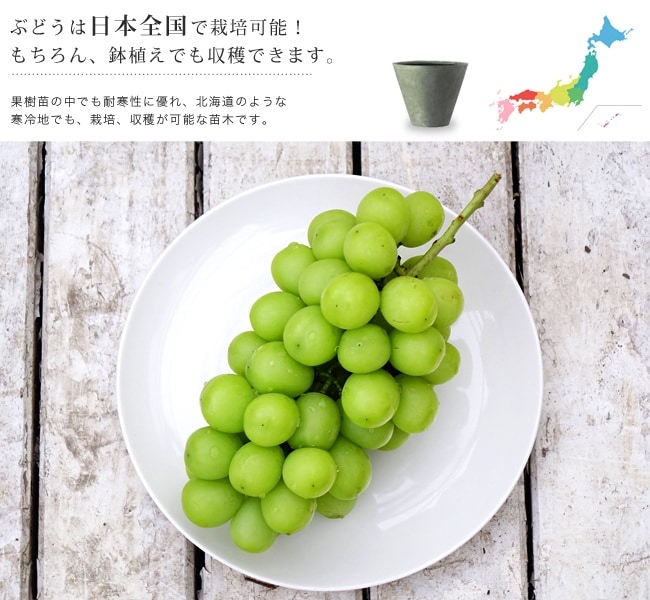 果樹苗 ブドウ シャインマスカットPVP接木苗 5株 / 国華園 25年春商品 