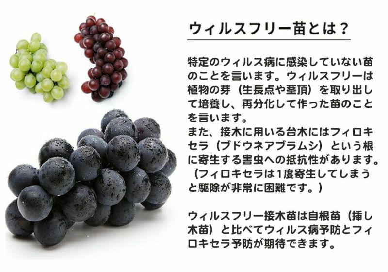 ブドウ 米国系2倍体 スチューベンの販売 苗木部 By 花ひろば