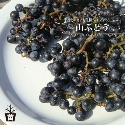ぶどうの苗木一覧 果樹苗専門店の通販 苗木部 By 花ひろば ぶどうの苗木一覧 果樹苗専門店の通販 苗木部 By 花ひろば