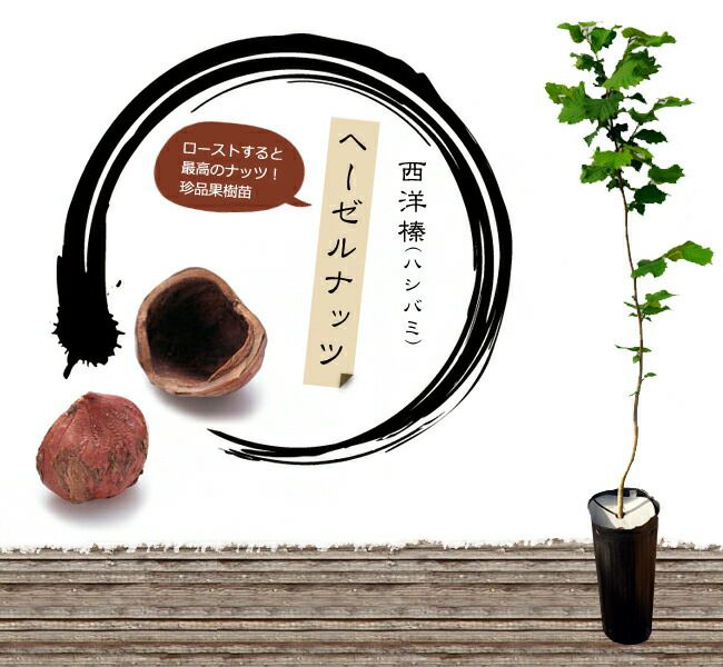 西洋ハシバミ ヘーゼルナッツ 1年生苗 苗木部 本店 By 花ひろばオンライン 西洋ハシバミ ヘーゼルナッツ 1年生苗 苗木部 本店 By 花ひろばオンライン