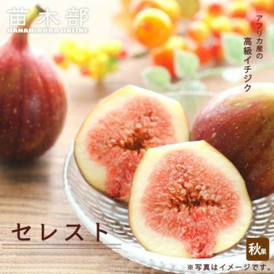 イチジク 初心者におすすめ 果樹苗専門店の通販 苗木部 By 花ひろばオンライン本店