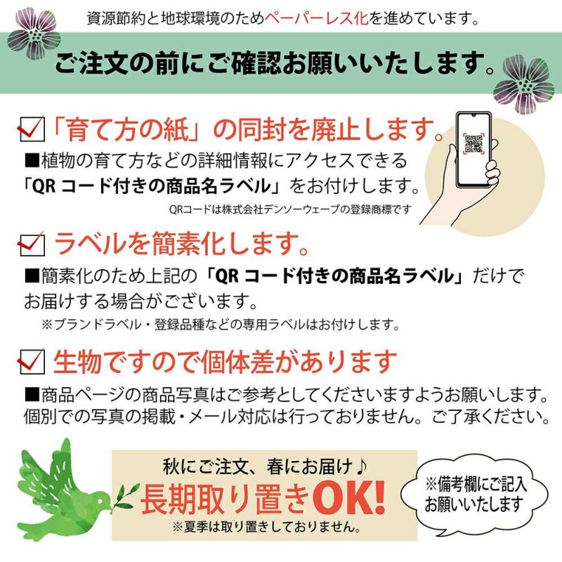 429円 【特別訳あり特価】 イチジク 苗 早生日本種 別名： 蓬莱柿 1年生 挿し木 ポット苗